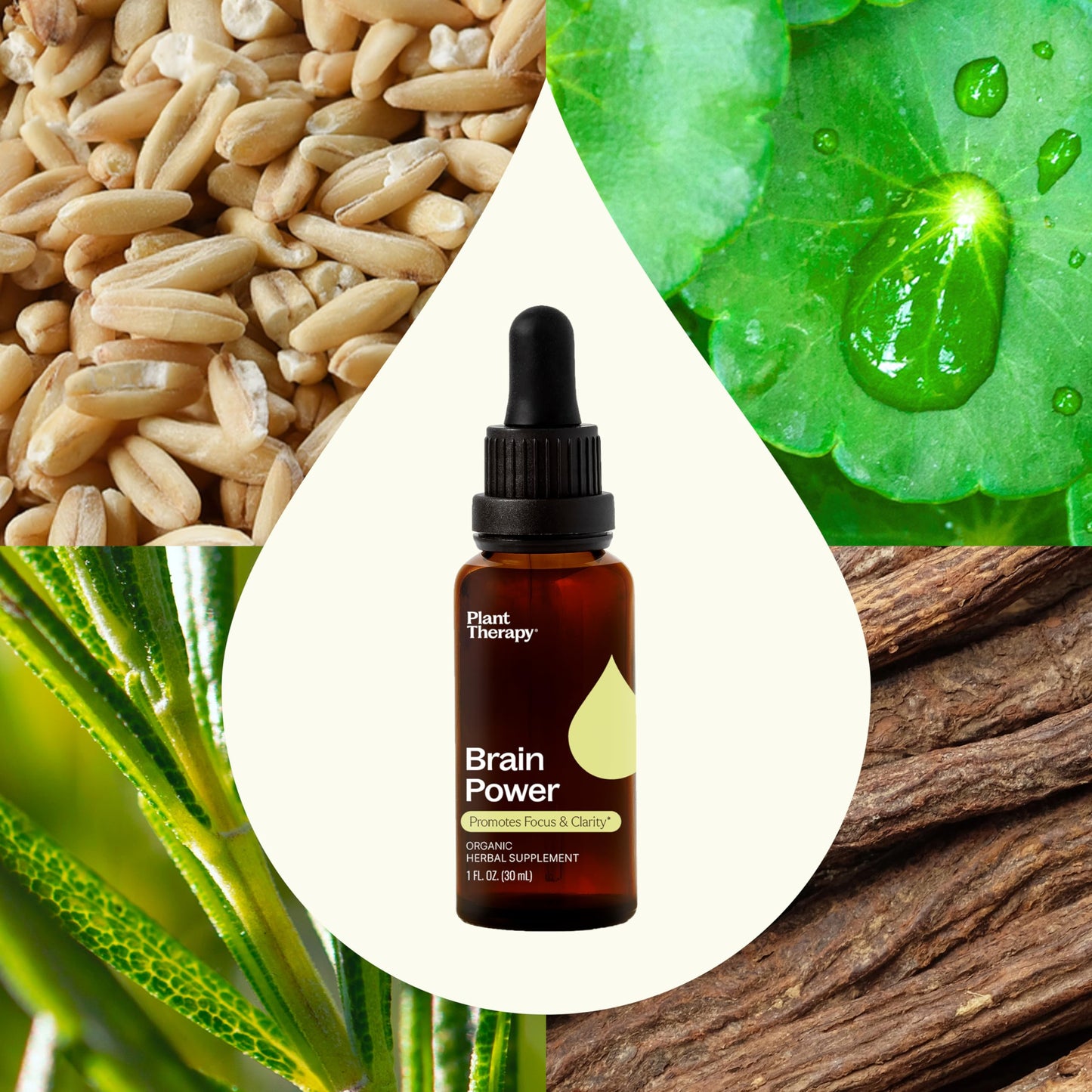 Plant Therapy Total Wellness Trio Immunity Boost Drops